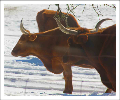 Austin Ranches