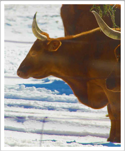 Austin Farms And Ranches
